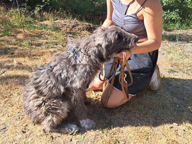 pfotenretterungarn Sweet Maya (4)
