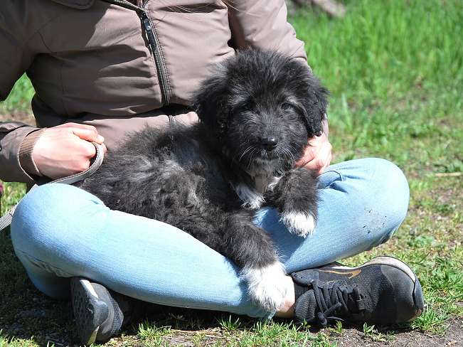 pfotenretterungarn Sweet Maya (4)