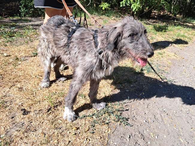 pfotenretterungarn Sweet Maya (5)