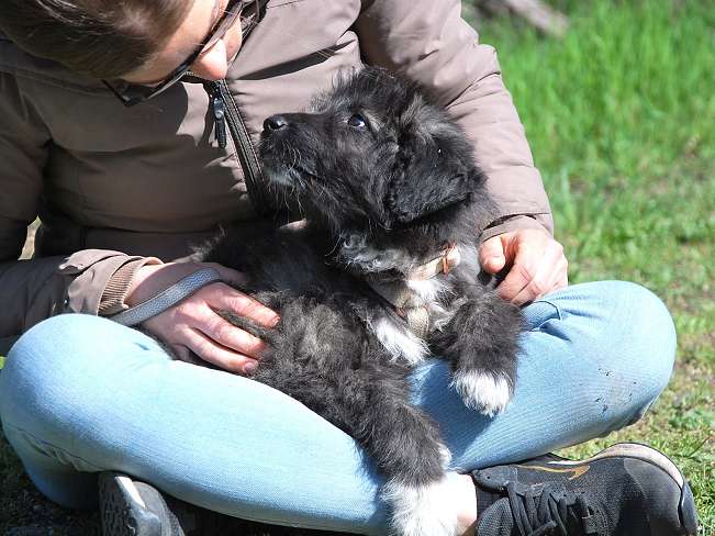 pfotenretterungarn Sweet Maya (5)