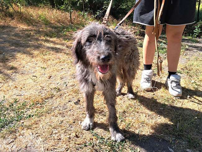 pfotenretterungarn Sweet Maya (6)
