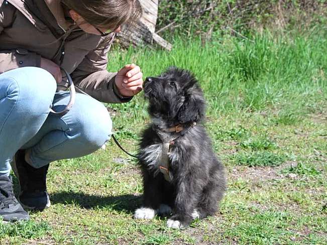 pfotenretterungarn Sweet Maya (6)