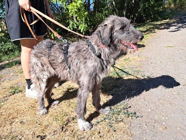 pfotenretterungarn Sweet Maya (7)