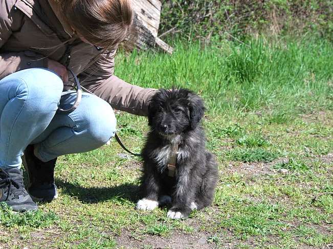 pfotenretterungarn Sweet Maya (7)