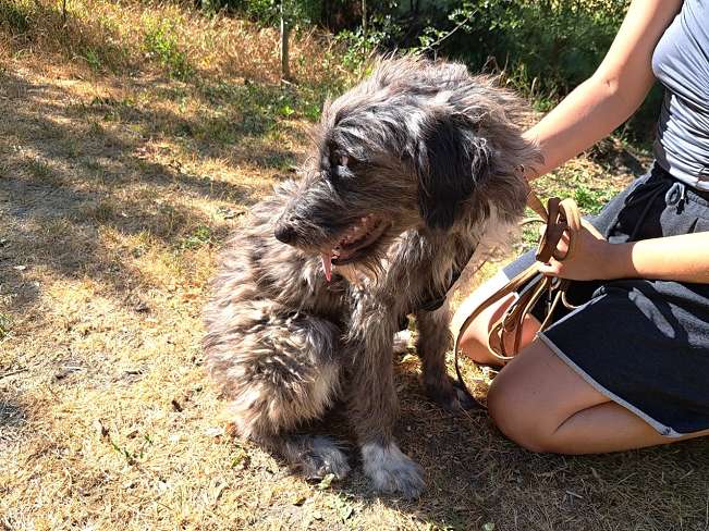 pfotenretterungarn Sweet Maya (8)