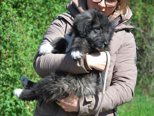 pfotenretterungarn Sweet Maya (8)