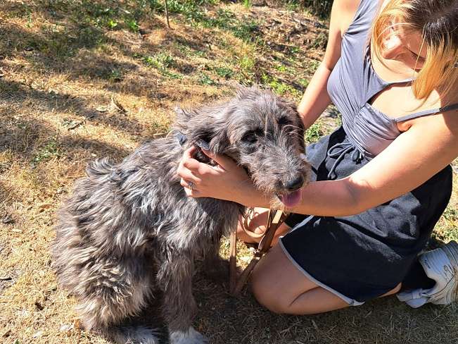 pfotenretterungarn Sweet Maya (9)