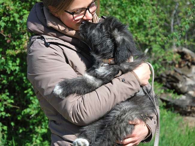 pfotenretterungarn Sweet Maya (9)