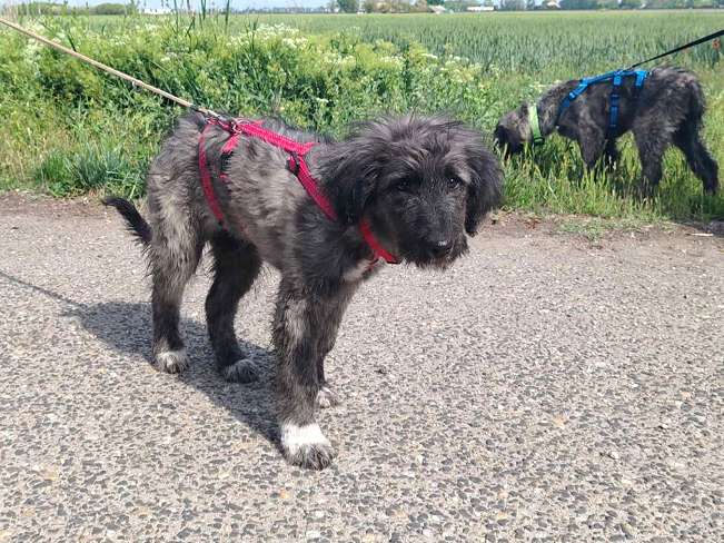 pfotenretterungarn Sweet Maya korrigiert (3)