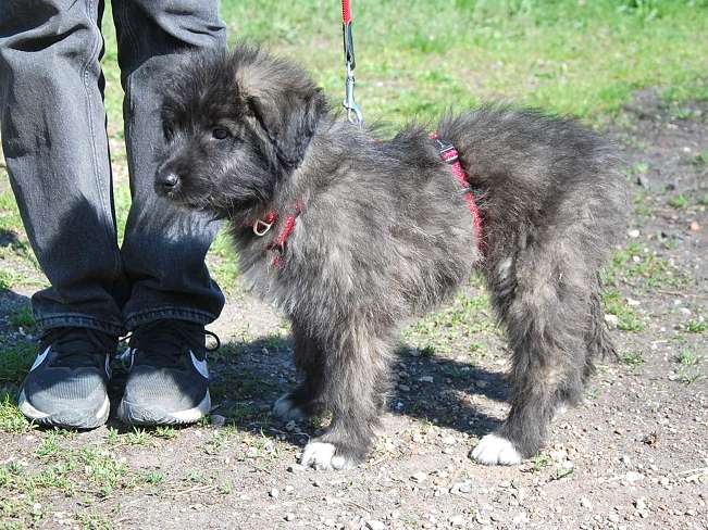 pfotenretterungarn Sweet Mimi (10)