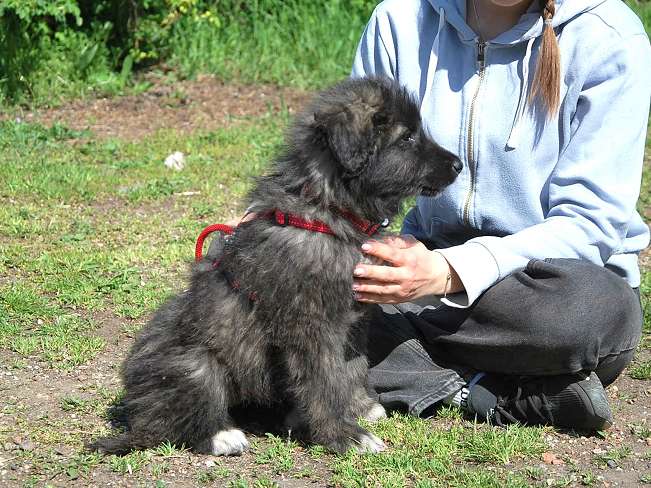 pfotenretterungarn Sweet Mimi (11)