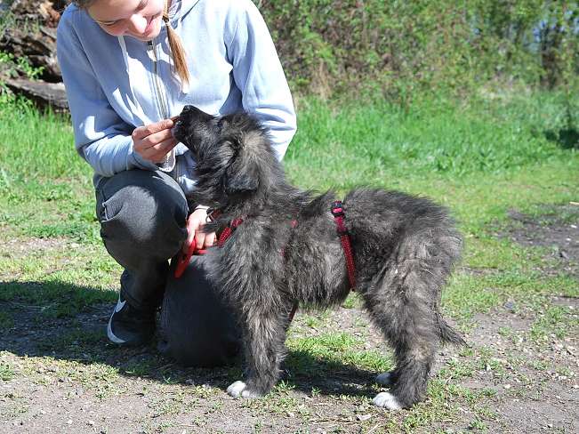 pfotenretterungarn Sweet Mimi (12)