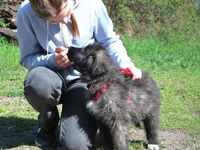 pfotenretterungarn Sweet Mimi (13)