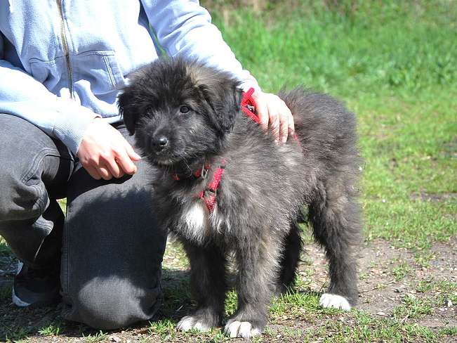 pfotenretterungarn Sweet Mimi (14)