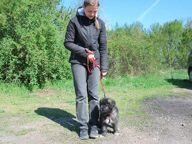 pfotenretterungarn Sweet Mimi (15)