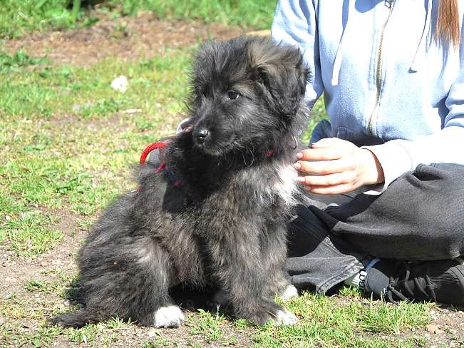 pfotenretterungarn Sweet Mimi (16)