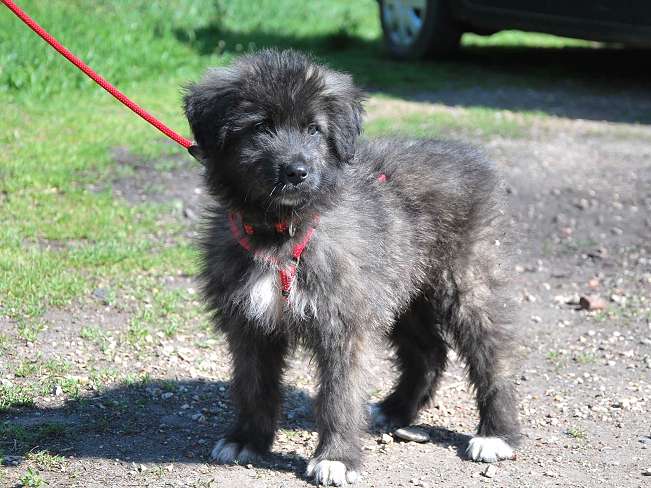 pfotenretterungarn Sweet Mimi (2)