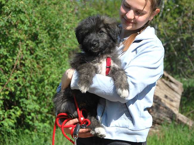 pfotenretterungarn Sweet Mimi (3)