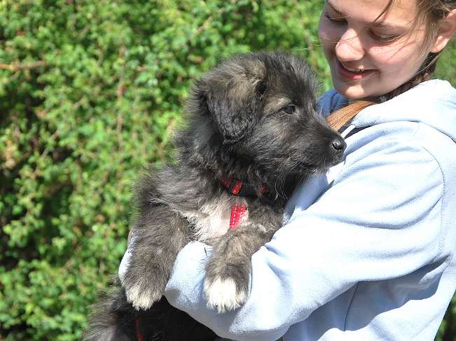 pfotenretterungarn Sweet Mimi (4)