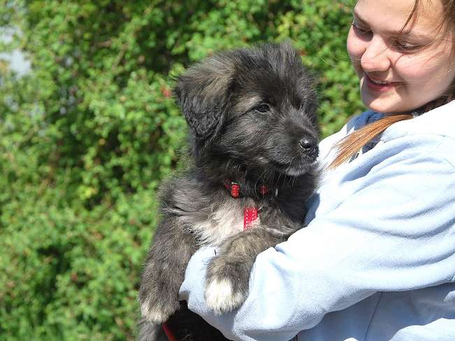 pfotenretterungarn Sweet Mimi (5)