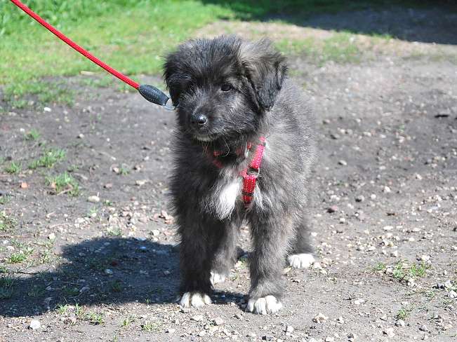 pfotenretterungarn Sweet Mimi (6)