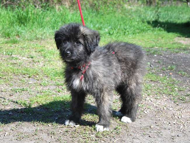 pfotenretterungarn Sweet Mimi (7)