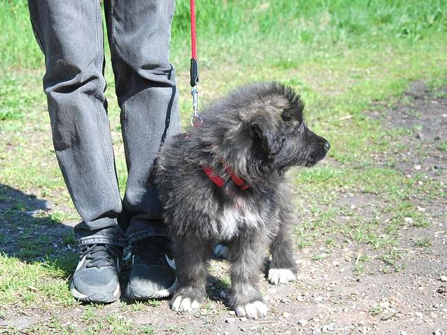 pfotenretterungarn Sweet Mimi (8)