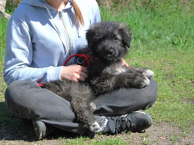 pfotenretterungarn Sweet Mimi (9)