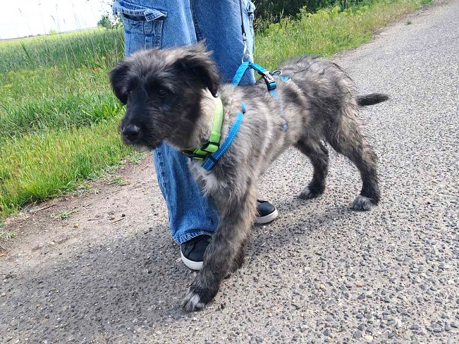 pfotenretterungarn Sweet Mimi korrigiert (3)