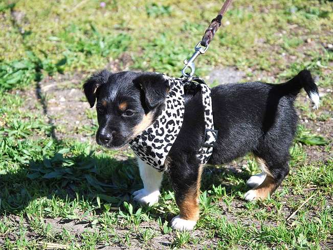 pfotenretterungarn Uwe (10)