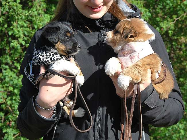 pfotenretterungarn Uwe (12)