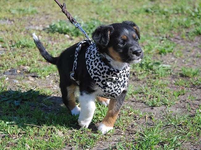 pfotenretterungarn Uwe (3)