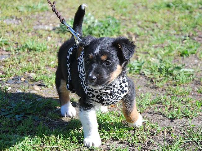 pfotenretterungarn Uwe (4)