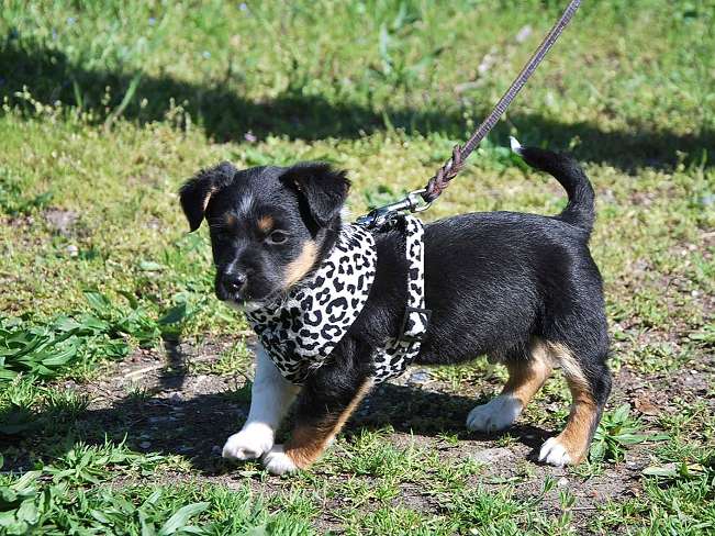 pfotenretterungarn Uwe (5)