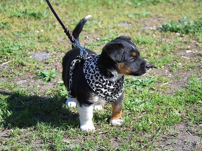 pfotenretterungarn Uwe (6)