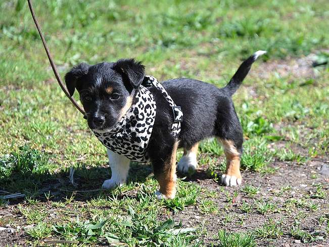 pfotenretterungarn Uwe (7)