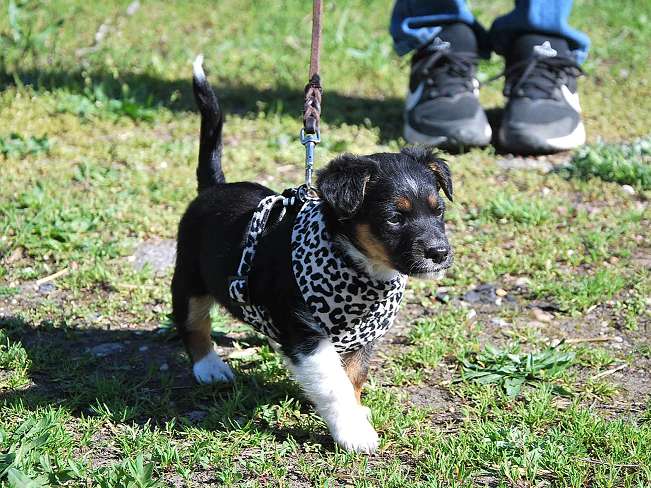 pfotenretterungarn Uwe (8)