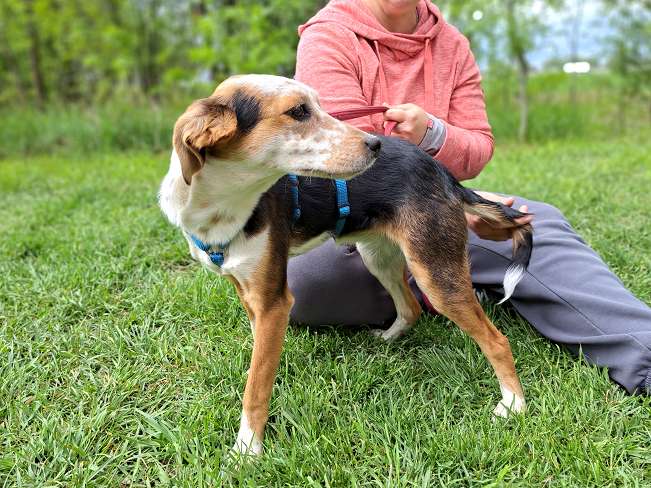 pfotenretterungarn Yukka (10)