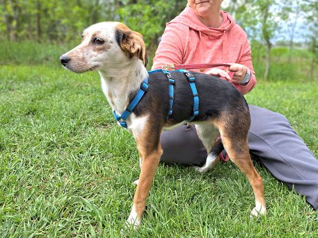 pfotenretterungarn Yukka (11)