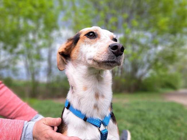 pfotenretterungarn Yukka (2)