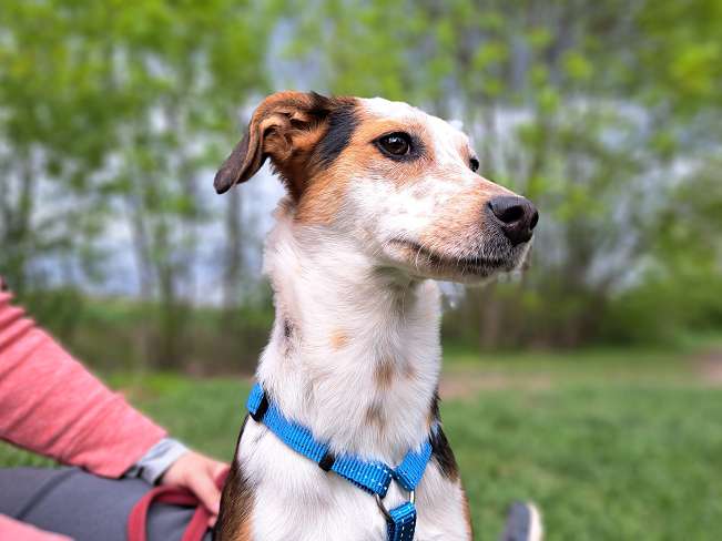 pfotenretterungarn Yukka (3)