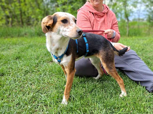 pfotenretterungarn Yukka (4)