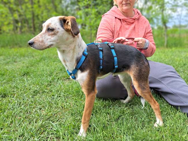 pfotenretterungarn Yukka (5)