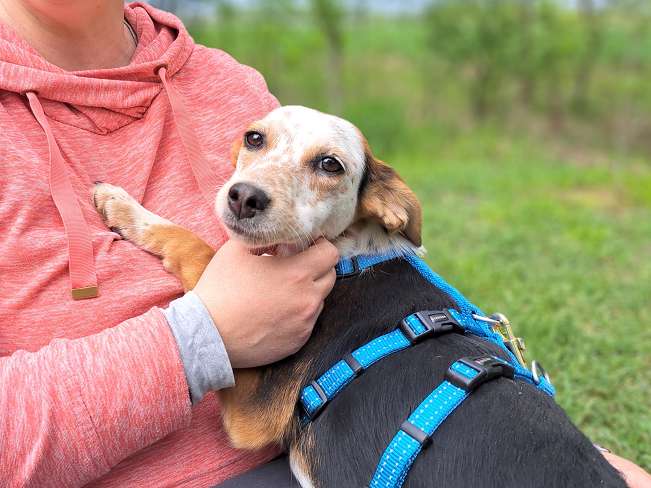 pfotenretterungarn Yukka (7)