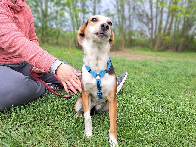 pfotenretterungarn Yukka (8)