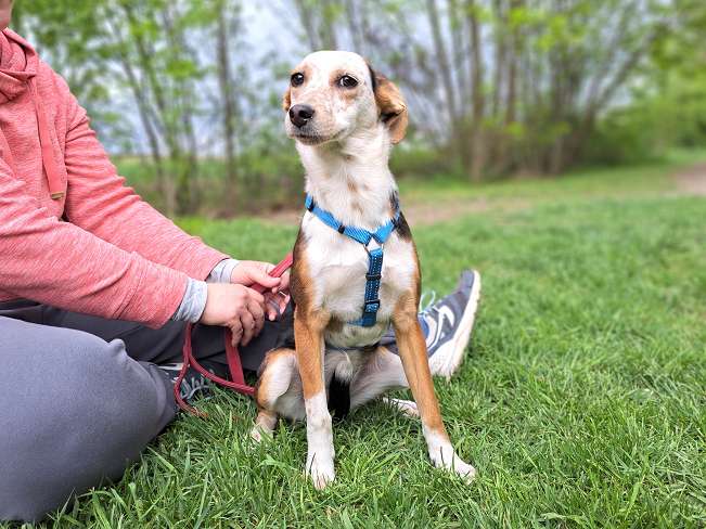 pfotenretterungarn Yukka (9)