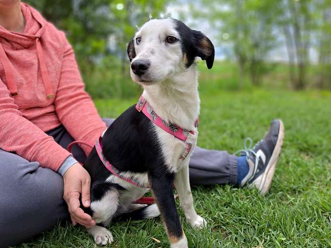 pfotenretterungarn Yunna (10)