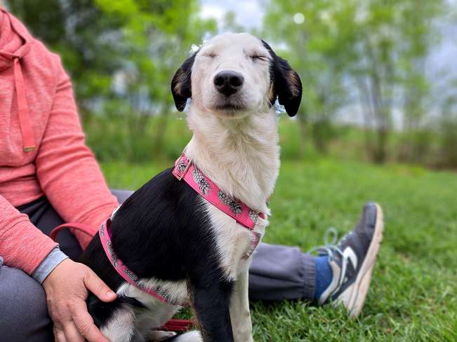 pfotenretterungarn Yunna (11)