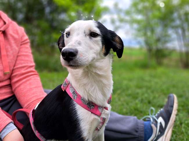 pfotenretterungarn Yunna (2)