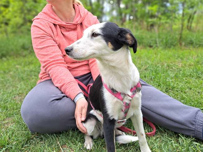 pfotenretterungarn Yunna (3)